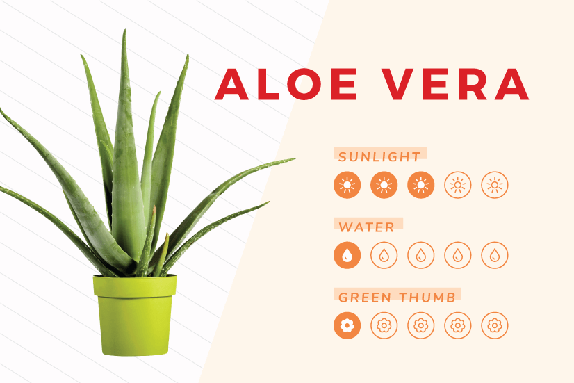 Aloe Vera indoor plant care guide.